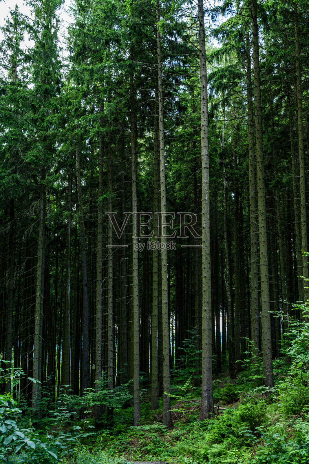 翠绿的威严:波兰的一片森林照片摄影图片