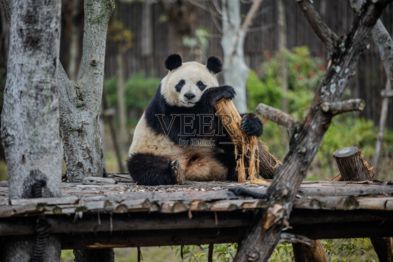 一只大熊猫坐在森林里的一个木制平台上照片摄影图片