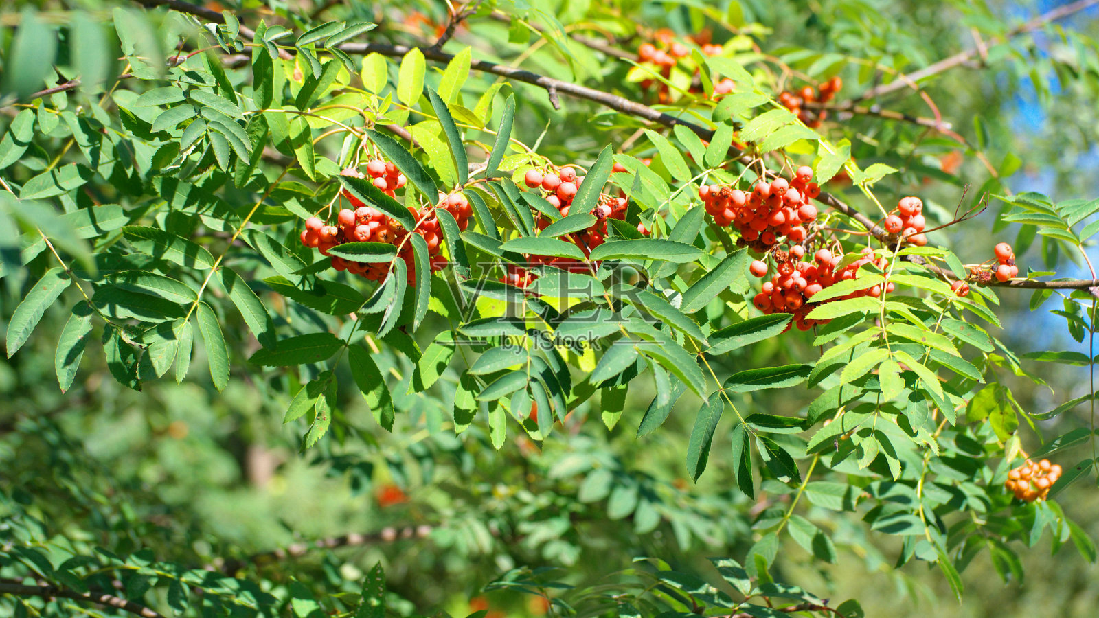 在干燥晴朗的夏日里吃灰什莓照片摄影图片