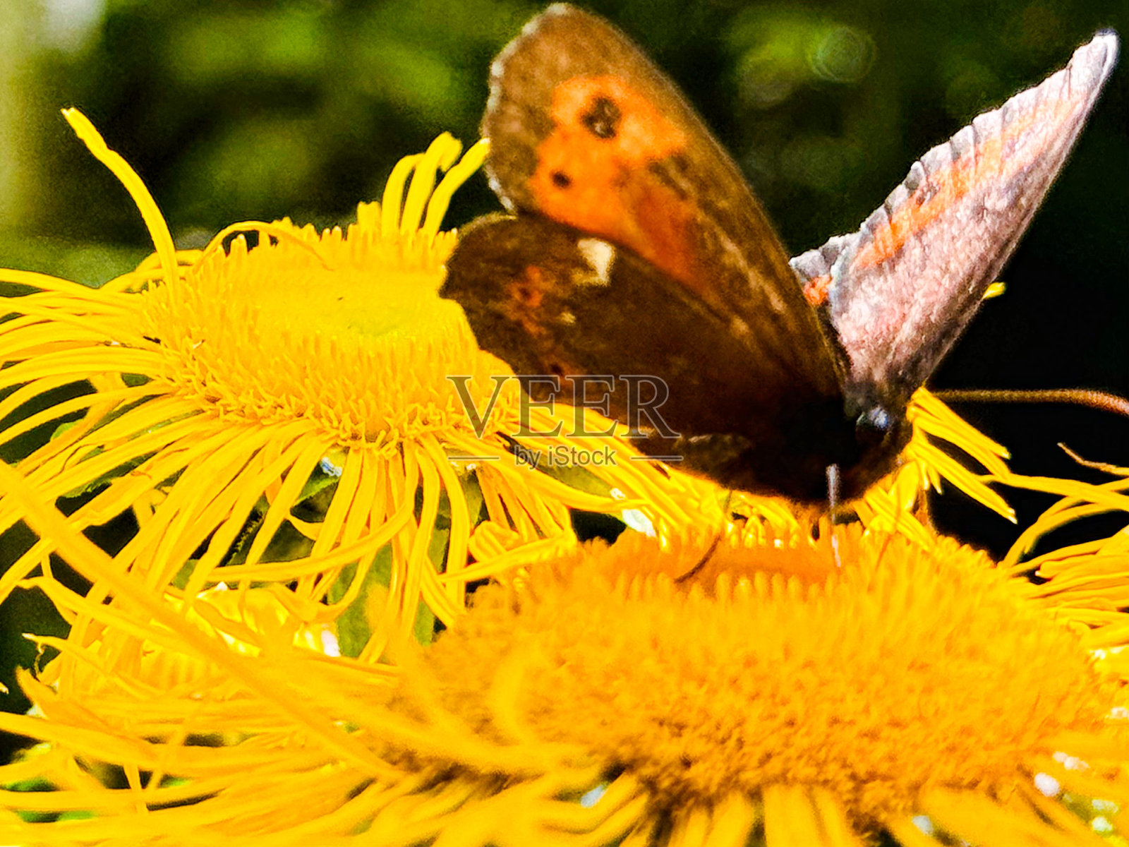 黄花蝴蝶照片摄影图片