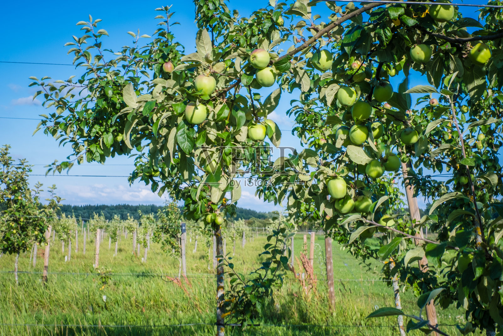 欧洲的有机苹果种植园。照片摄影图片