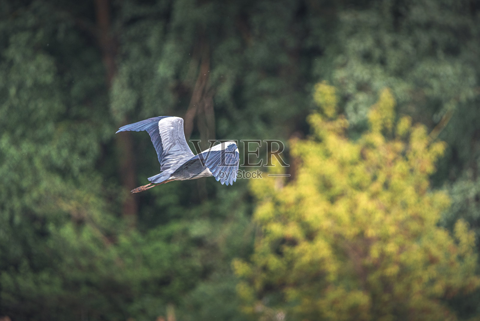 鹭照片摄影图片