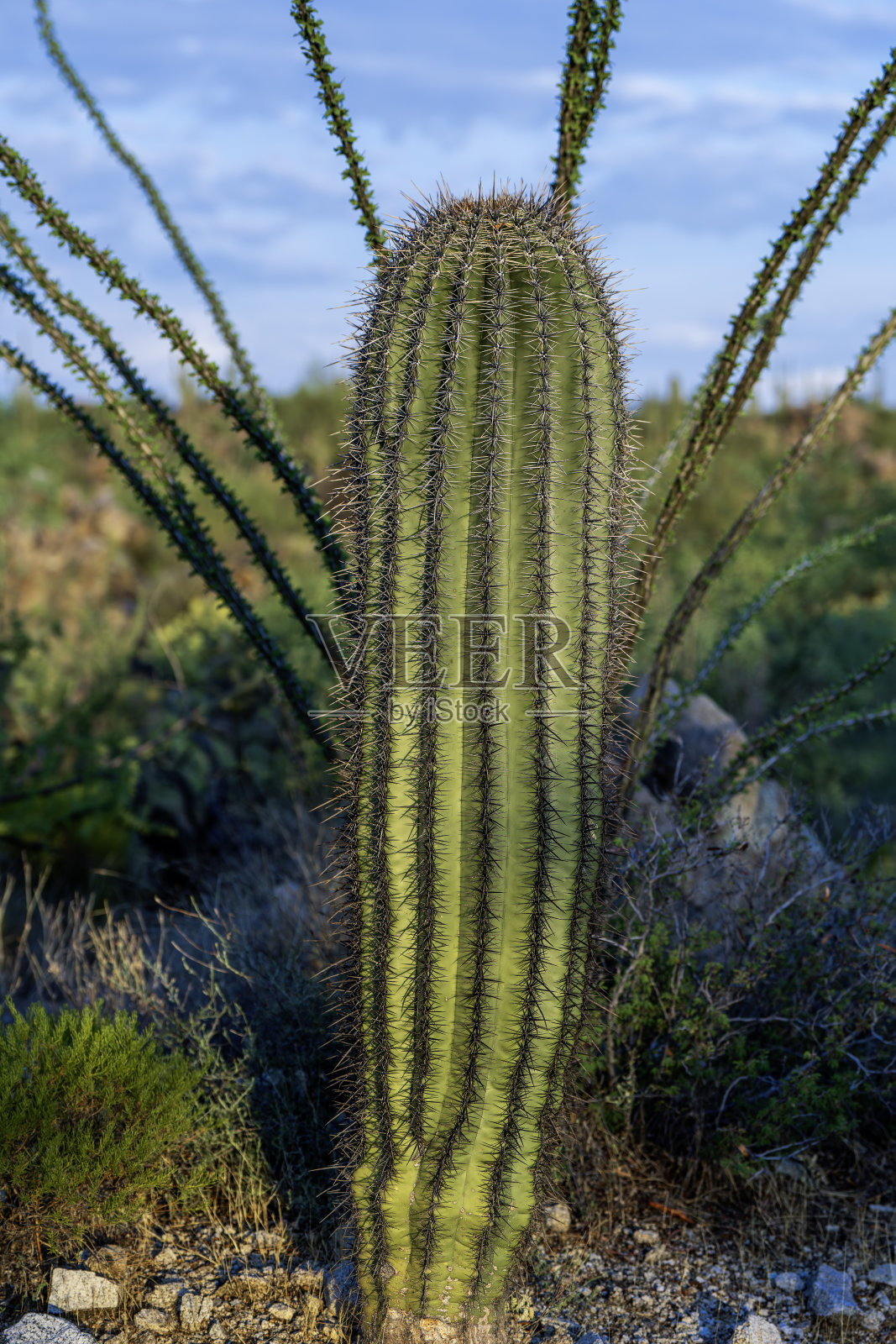 小仙人掌照片摄影图片