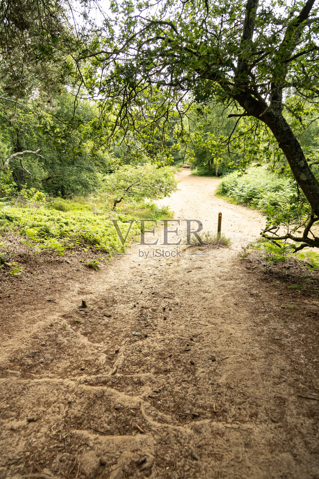 英国乡村小径照片摄影图片
