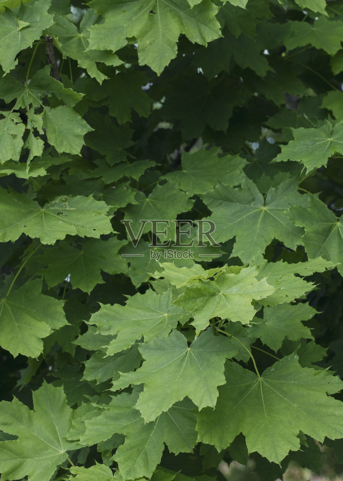 美丽的挪威枫绿叶初夏,泛舟槭,垂直影像,精选焦点。照片摄影图片