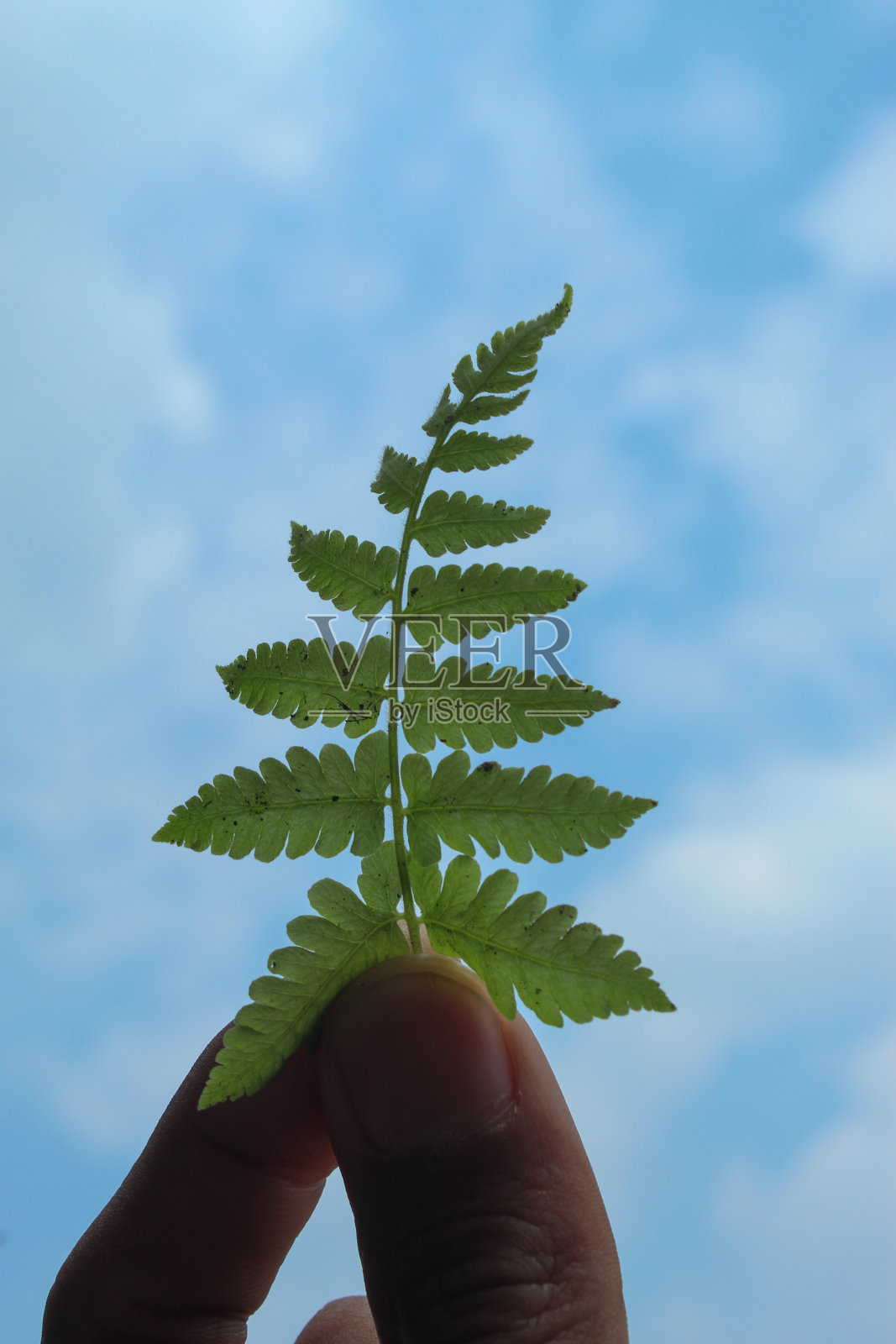 手捧蕨类植物在明亮的蓝天背景照片摄影图片