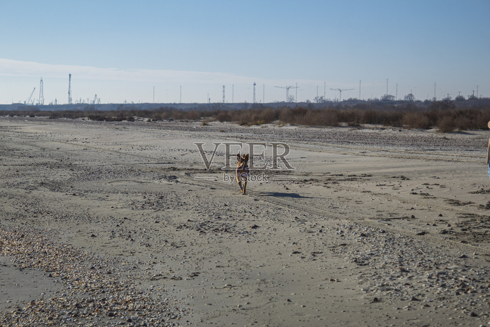 猫,狗,动物,宠物照片摄影图片