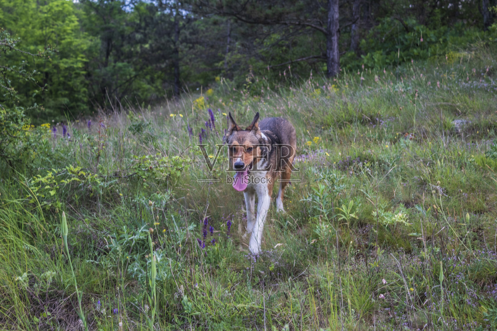 猫,狗,动物,宠物照片摄影图片
