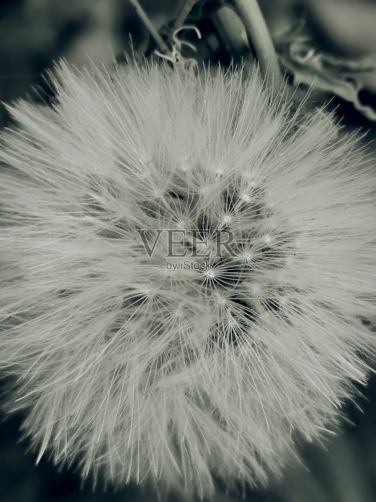 “蒲公英”花的图片照片摄影图片