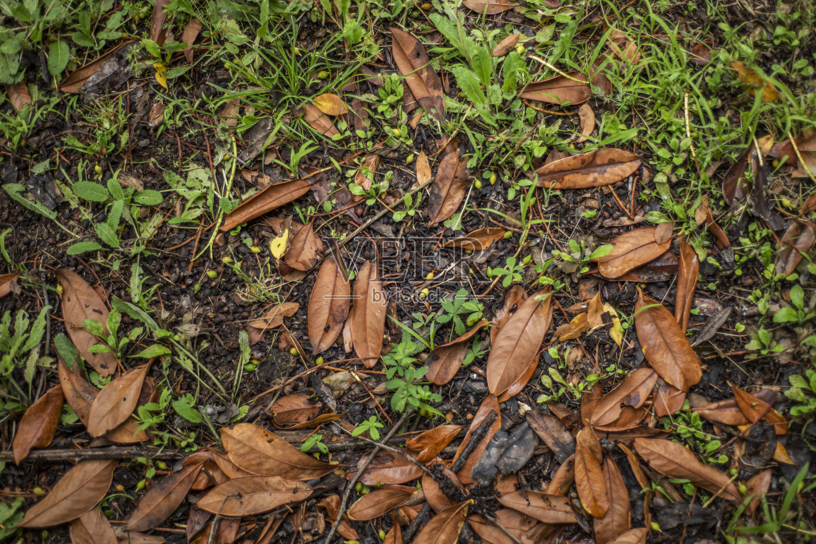 背景俯视图接近花园的草,植物,和枯叶。照片摄影图片