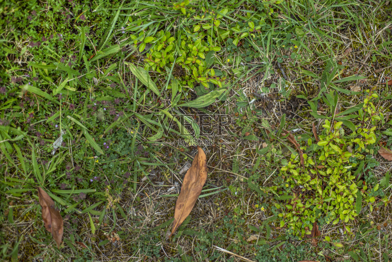 背景俯视图接近花园的草,植物,和枯叶。照片摄影图片