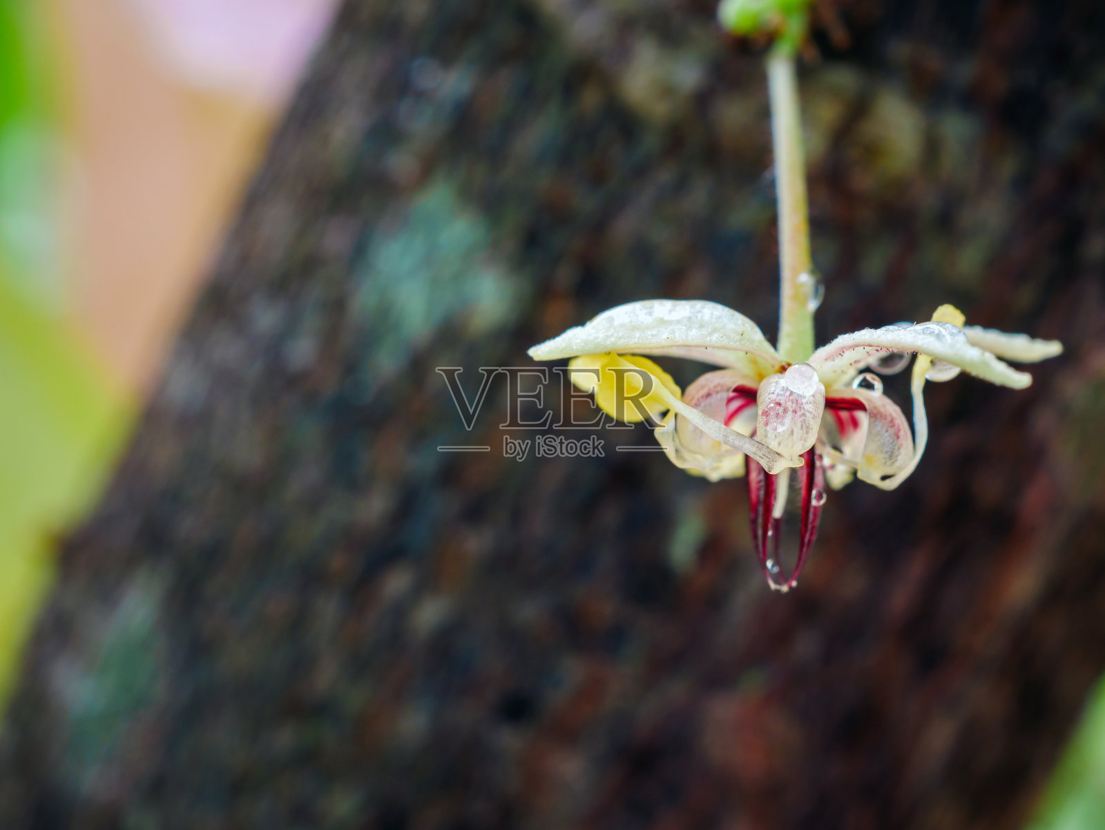 生长树干上的可可花(可可树)特写,可可树上的可可花,宏观照片摄影图片