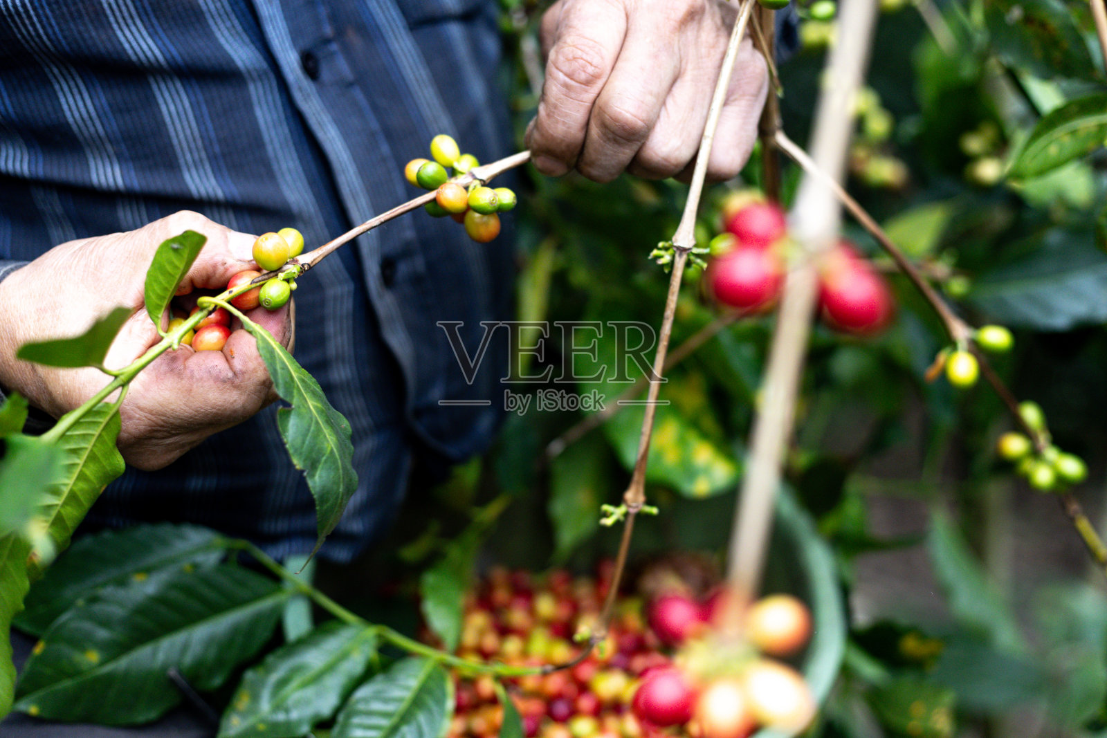 一个农民在森林里的农场里采集哥伦比亚咖啡的手照片摄影图片