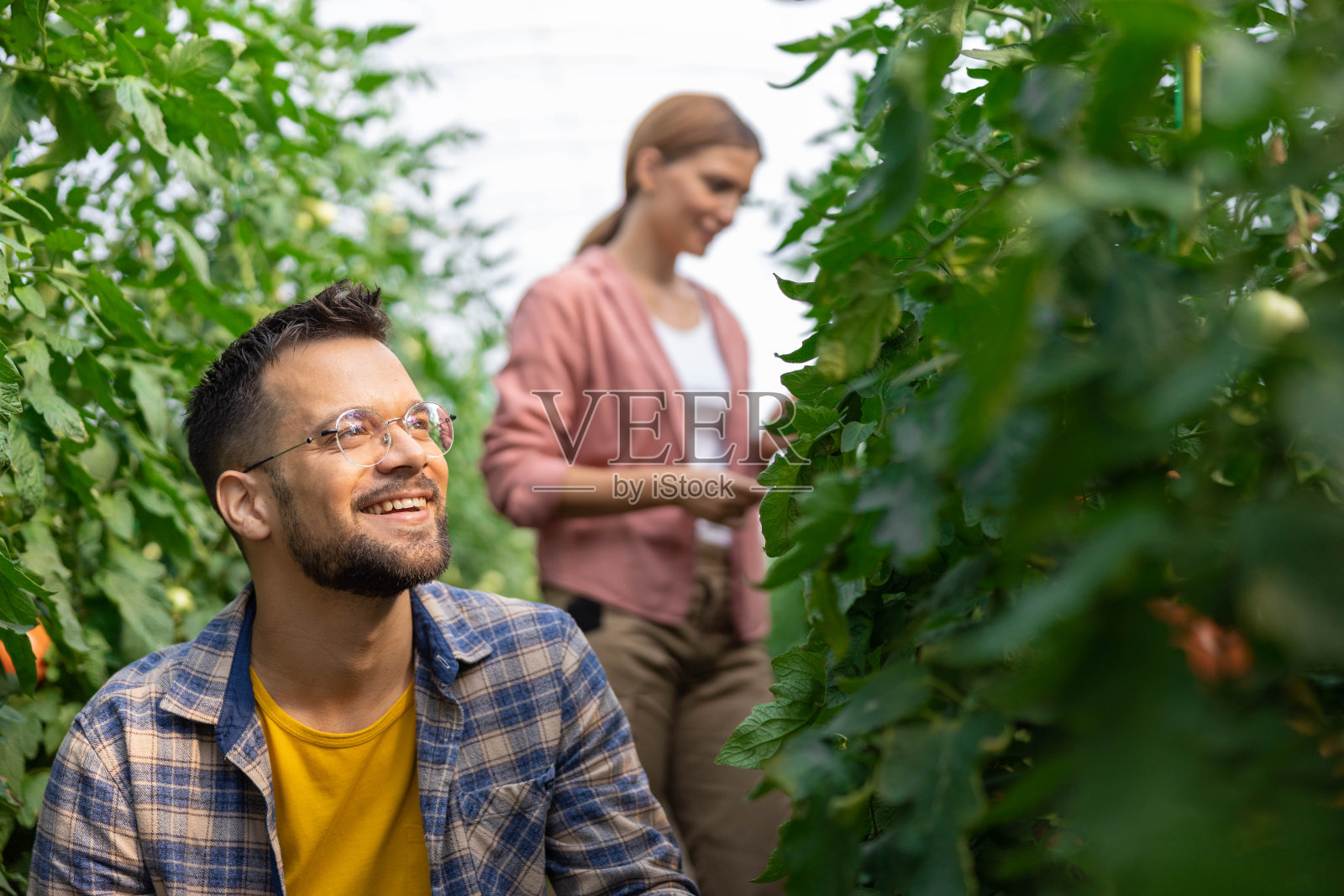 一对夫妇在温室里摘西红柿照片摄影图片