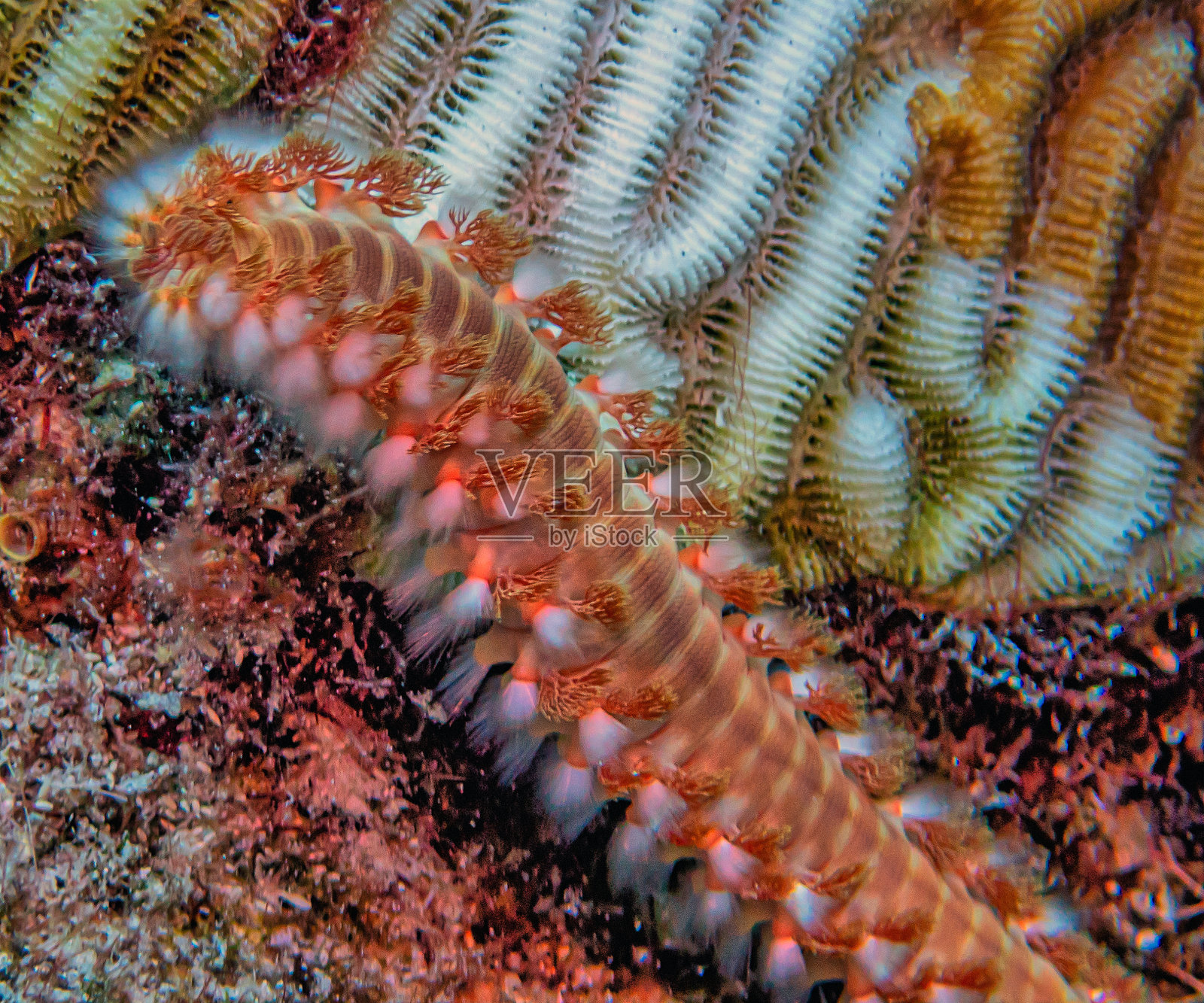 有胡子的萤火虫照片摄影图片