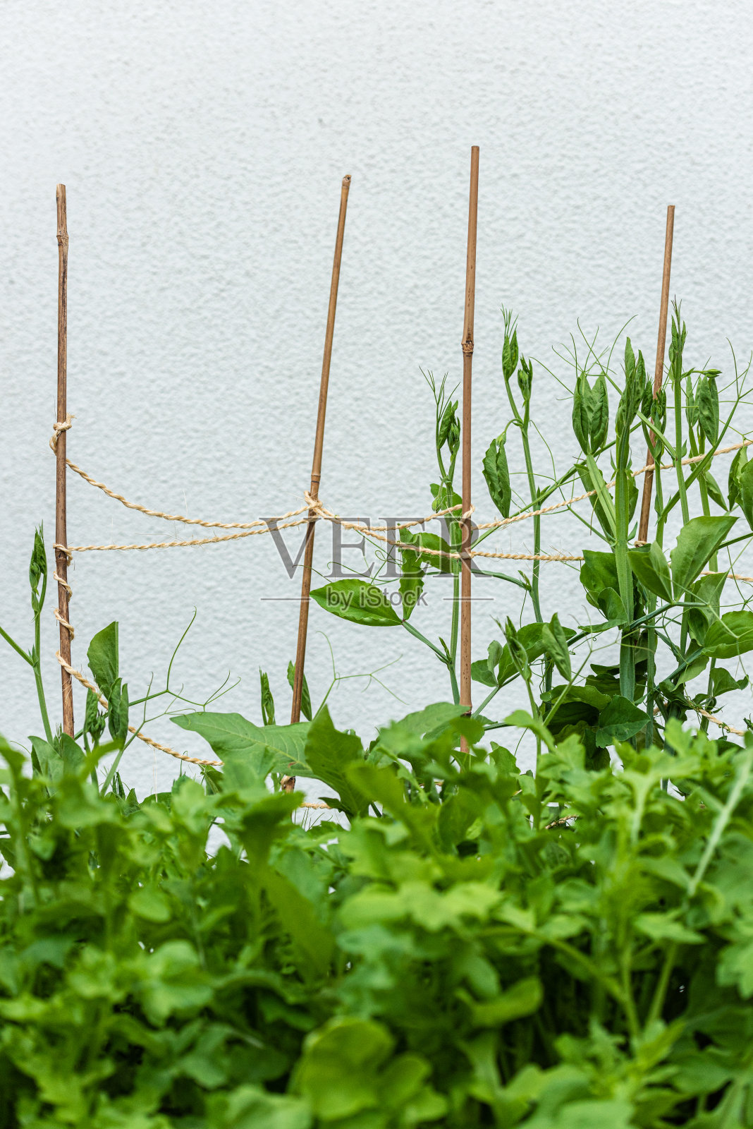 在花园里用树枝支撑植物。照片摄影图片
