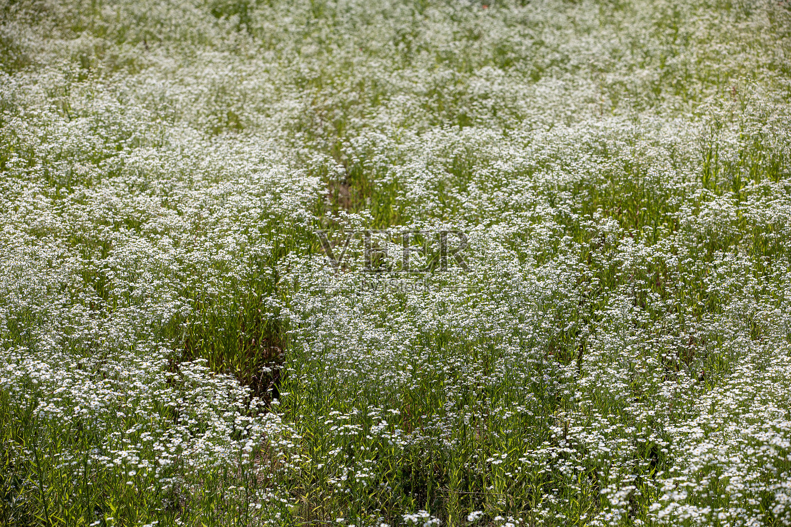 场照片摄影图片