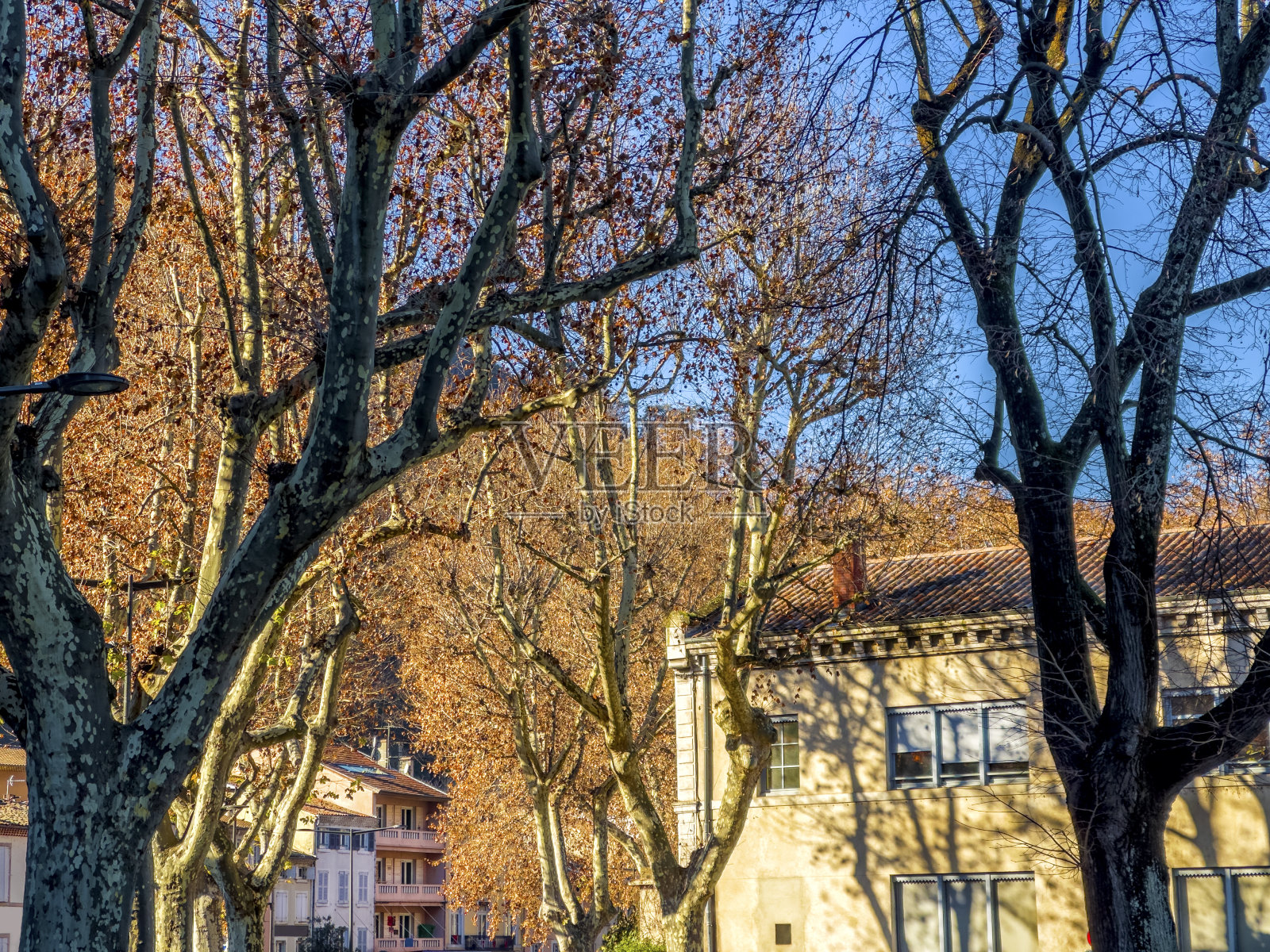 小镇街道上的老房子和光秃秃的树照片摄影图片