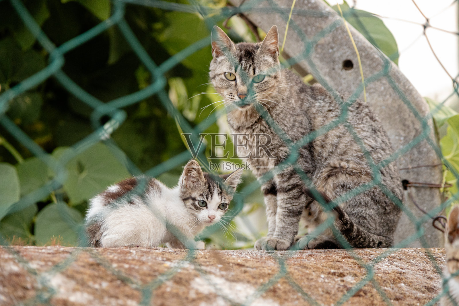 一只猫妈妈和她的小猫一起坐在铁丝网后面,在宁静的户外环境中,郁郁葱葱的绿色背景突出了它们警觉和好奇的表情。照片摄影图片