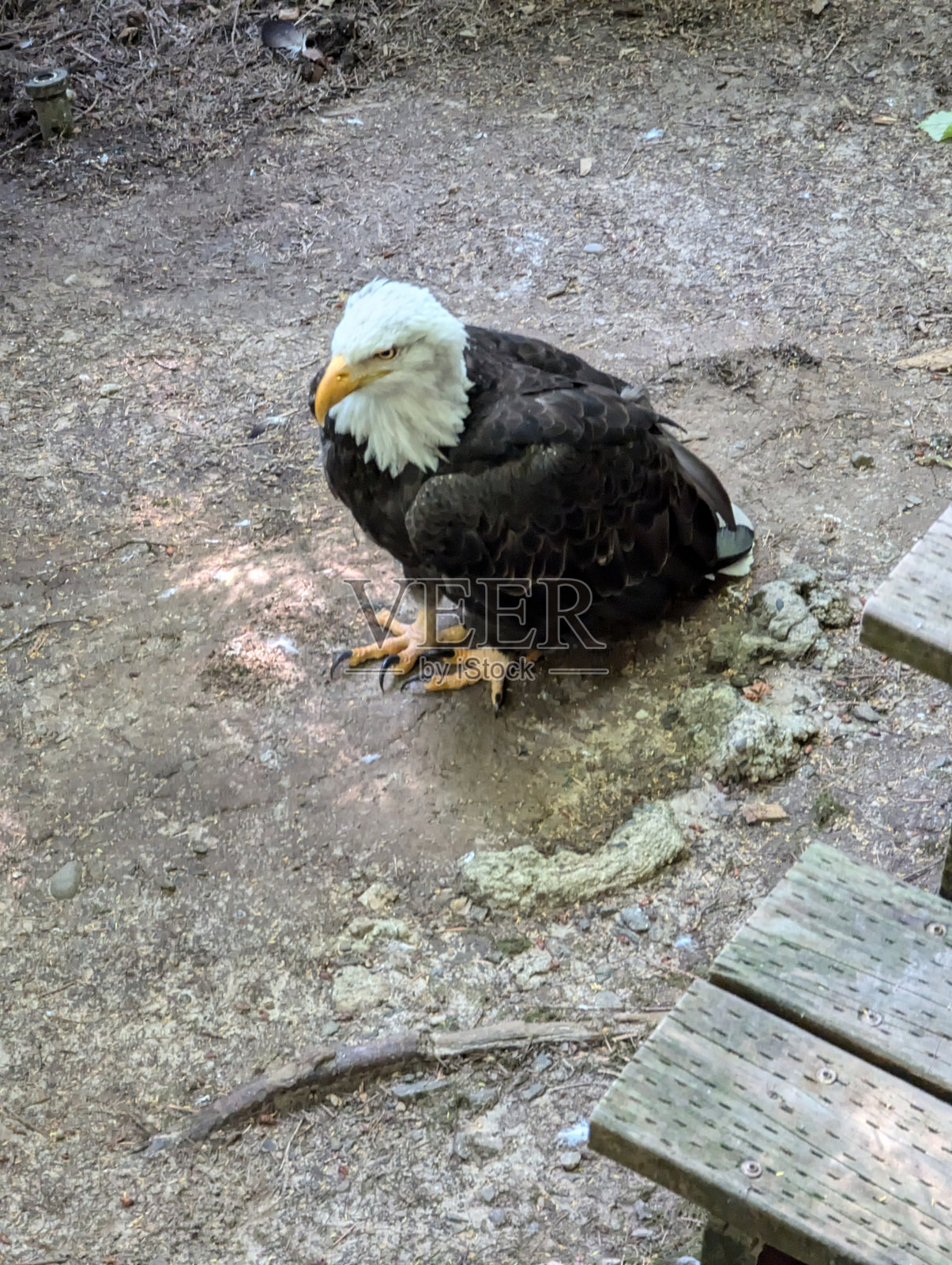 美国俄勒冈州波特兰动物园的白头海雕照片摄影图片
