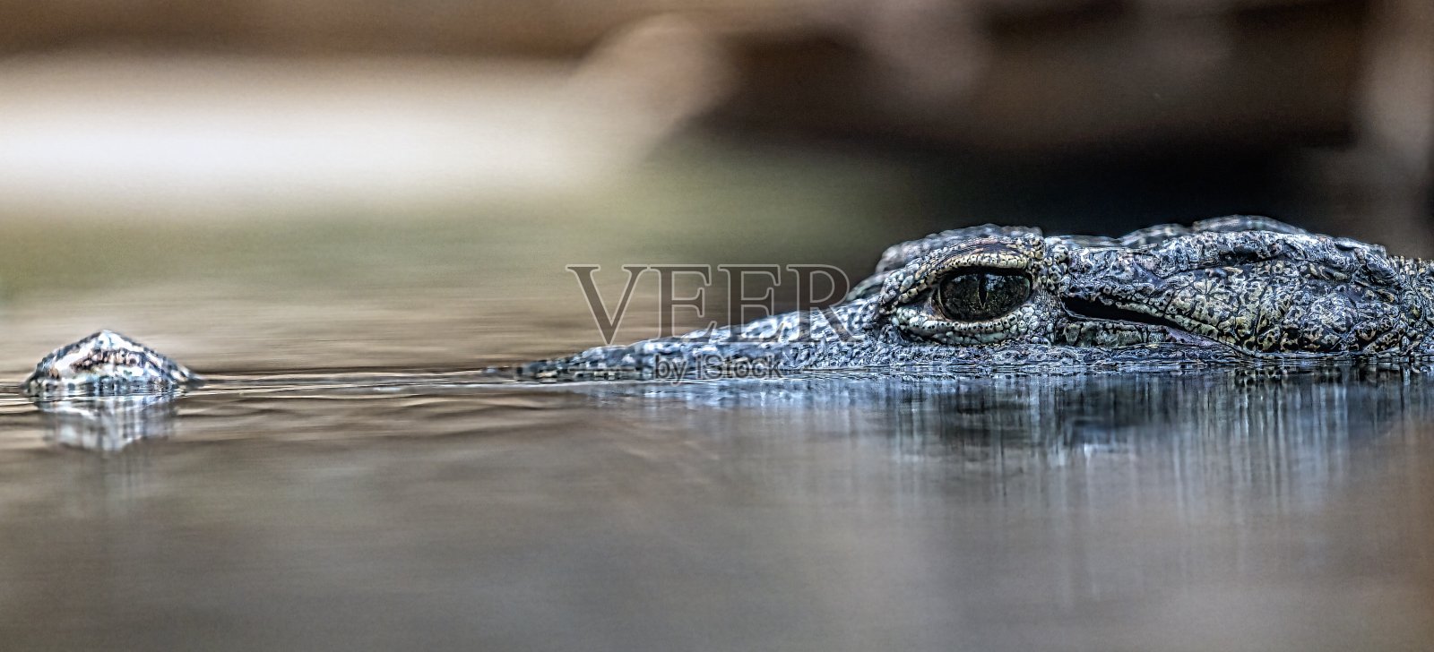 一只潜伏的鳄鱼的肖像照片照片摄影图片