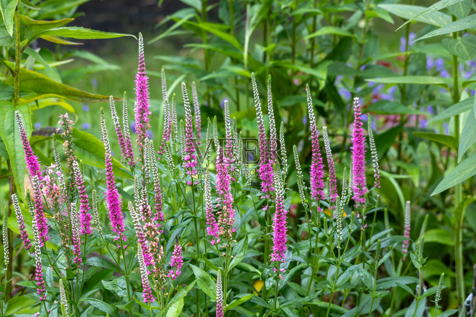 带尖刺的花照片摄影图片