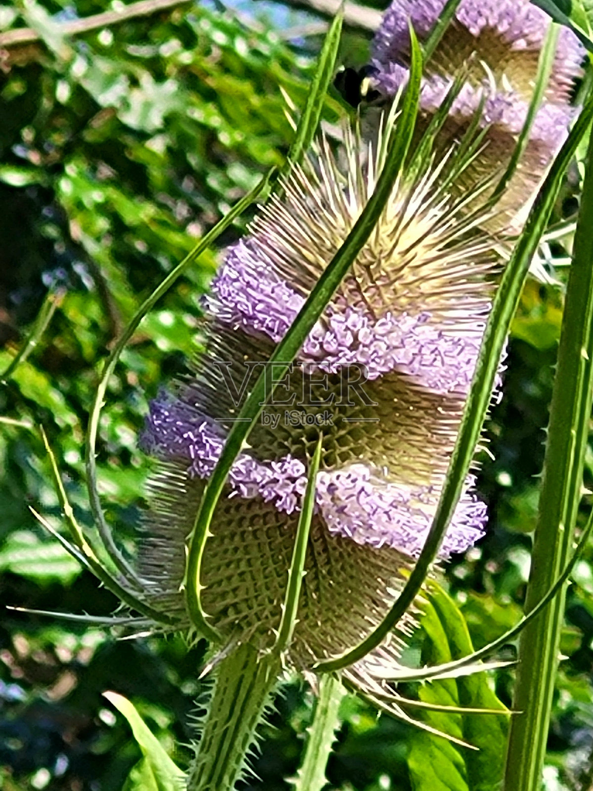 温哥华萨特克利夫公园的野花花圃里开花的短绒,就在海堤绿道旁边的格兰维尔岛附近。照片摄影图片