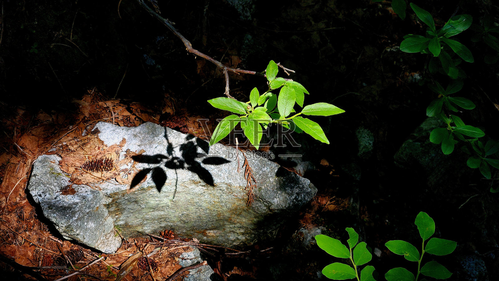 森林地面静物:阳光照在布满苔藓的岩石上,大自然的影子游戏,精致的植物剪影照片摄影图片
