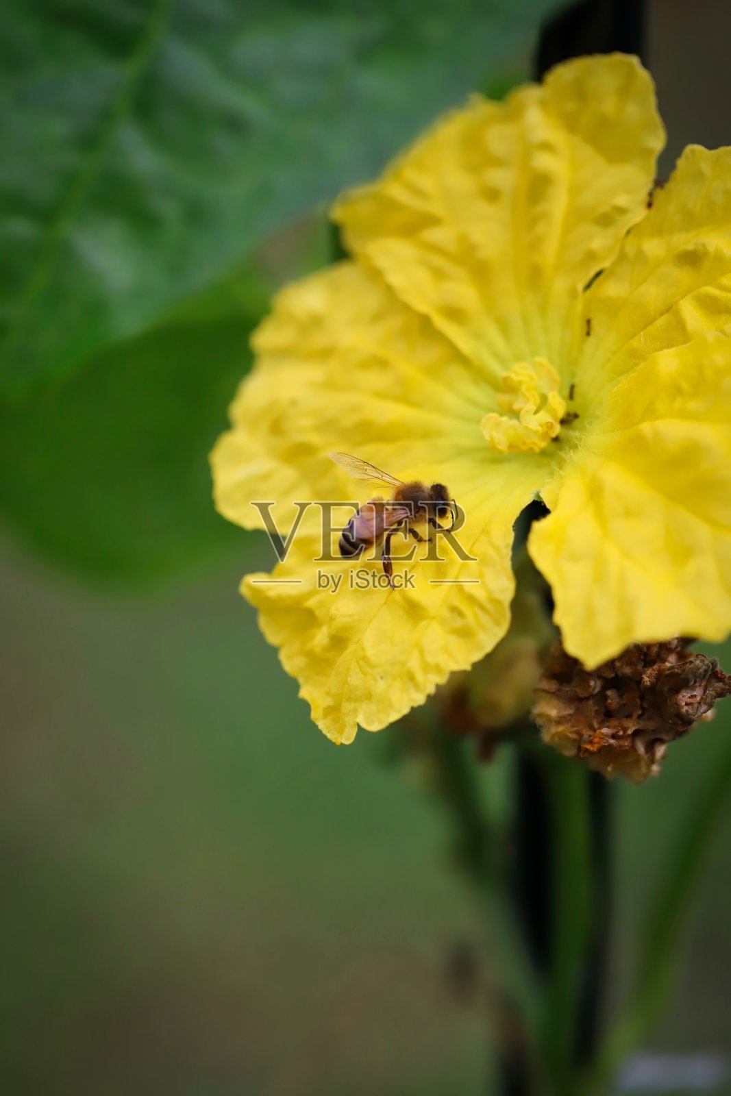 丝瓜花上的蜜蜂照片摄影图片
