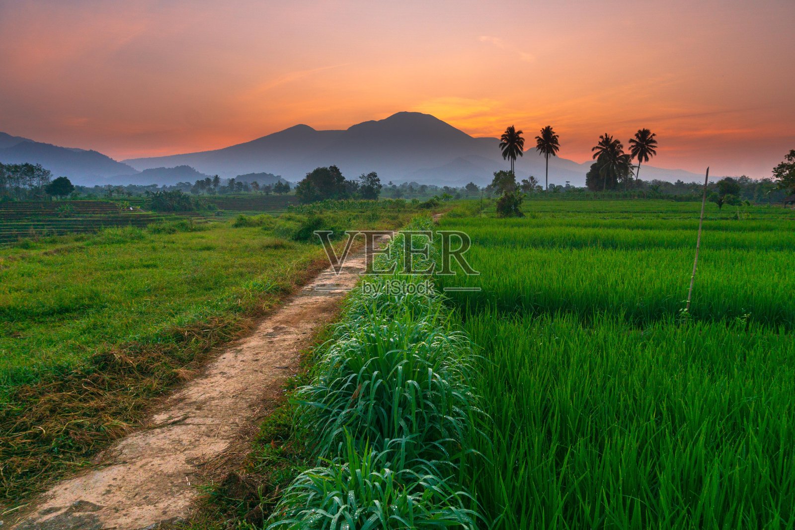 印尼美丽的风景水田北明古鲁自然美丽的早晨从印度尼西亚的山脉和热带森林照片摄影图片
