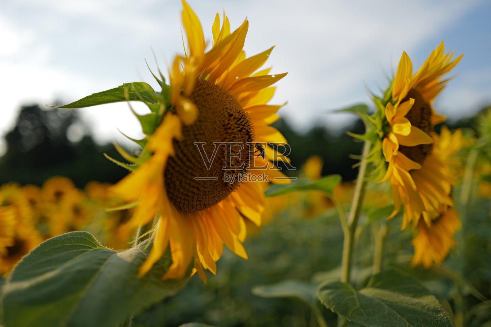 向日葵田照片摄影图片