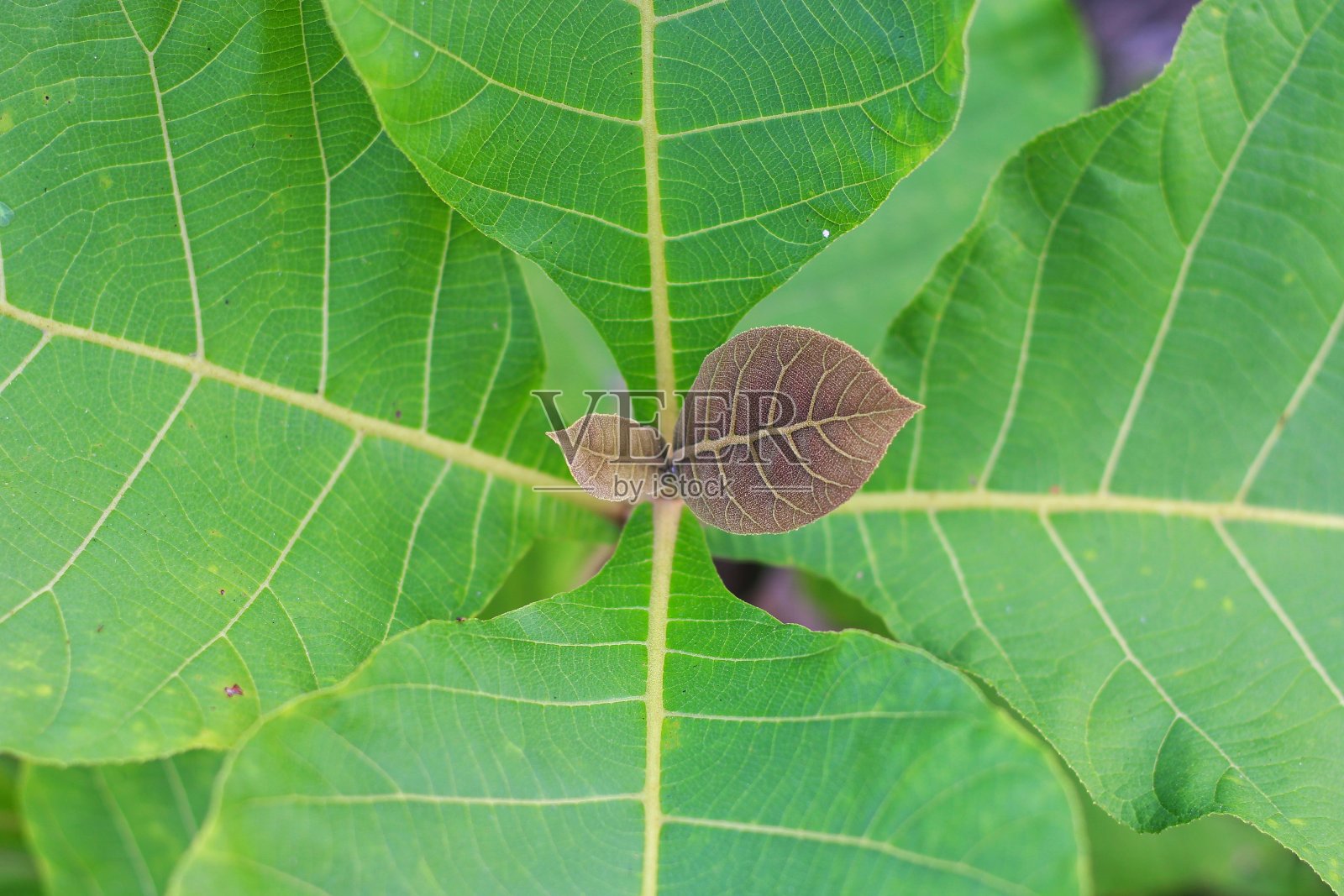嫩绿的柚木树叶照片摄影图片