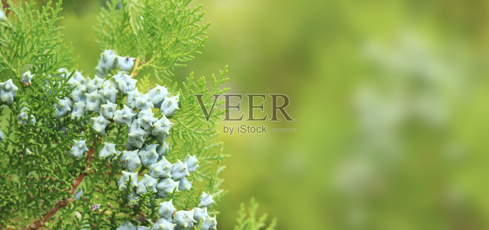 枝叶上结满了年轻的果实照片摄影图片