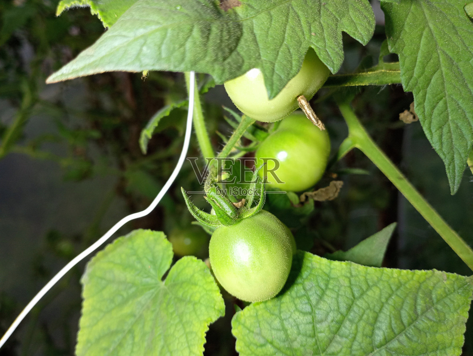 绿色的西红柿果实在绿叶中间的植物的树枝上。农业和种植蔬菜的主题。照片摄影图片