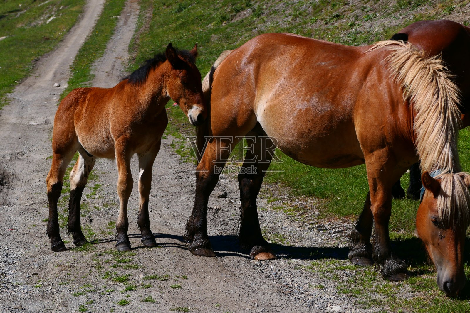 阿兰谷贝雷特广场:小马驹和母马照片摄影图片