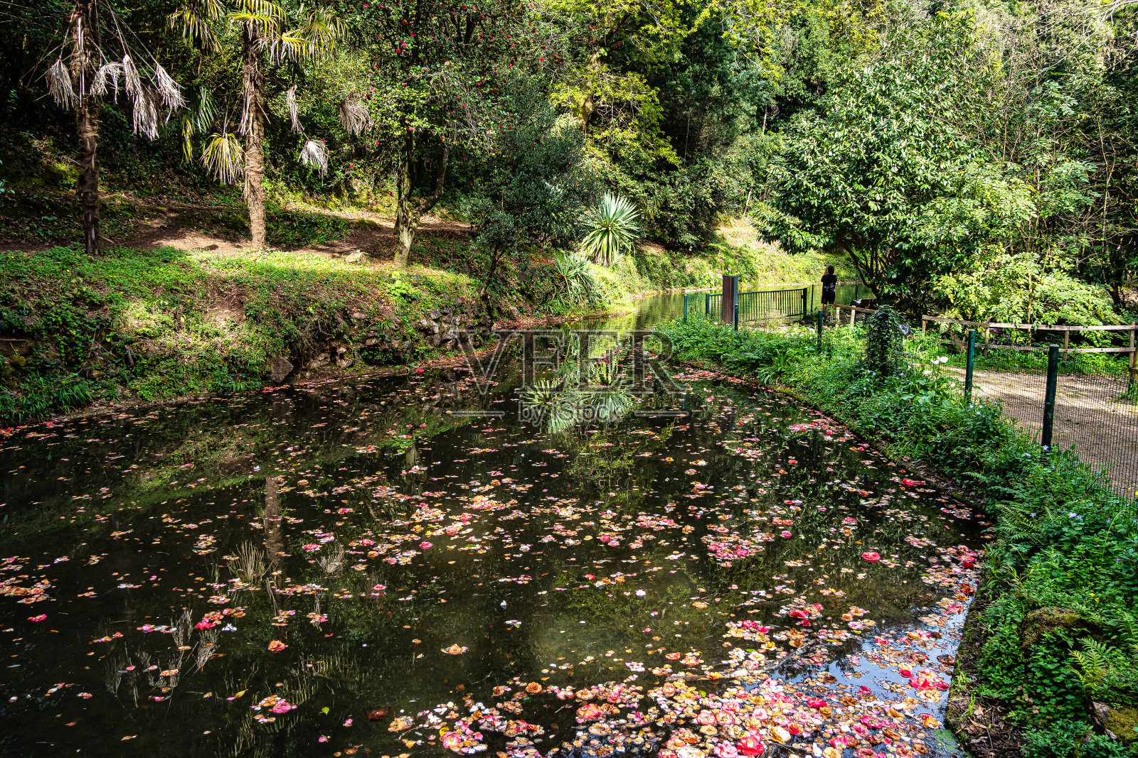 大湖,大湖在古森林的布萨科国家森林,在卢索,阿威罗在葡萄牙照片摄影图片