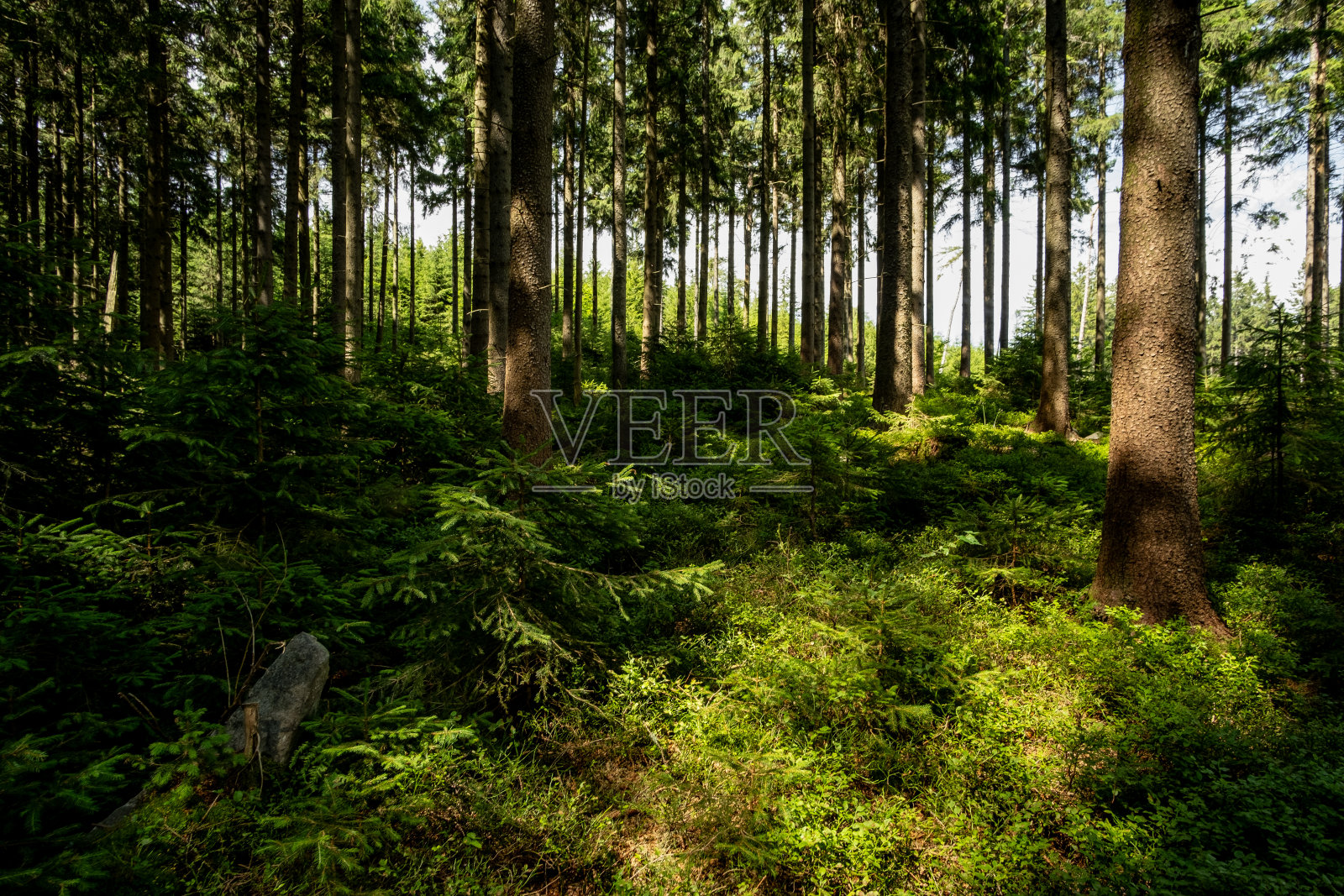 森林的宁静照片摄影图片