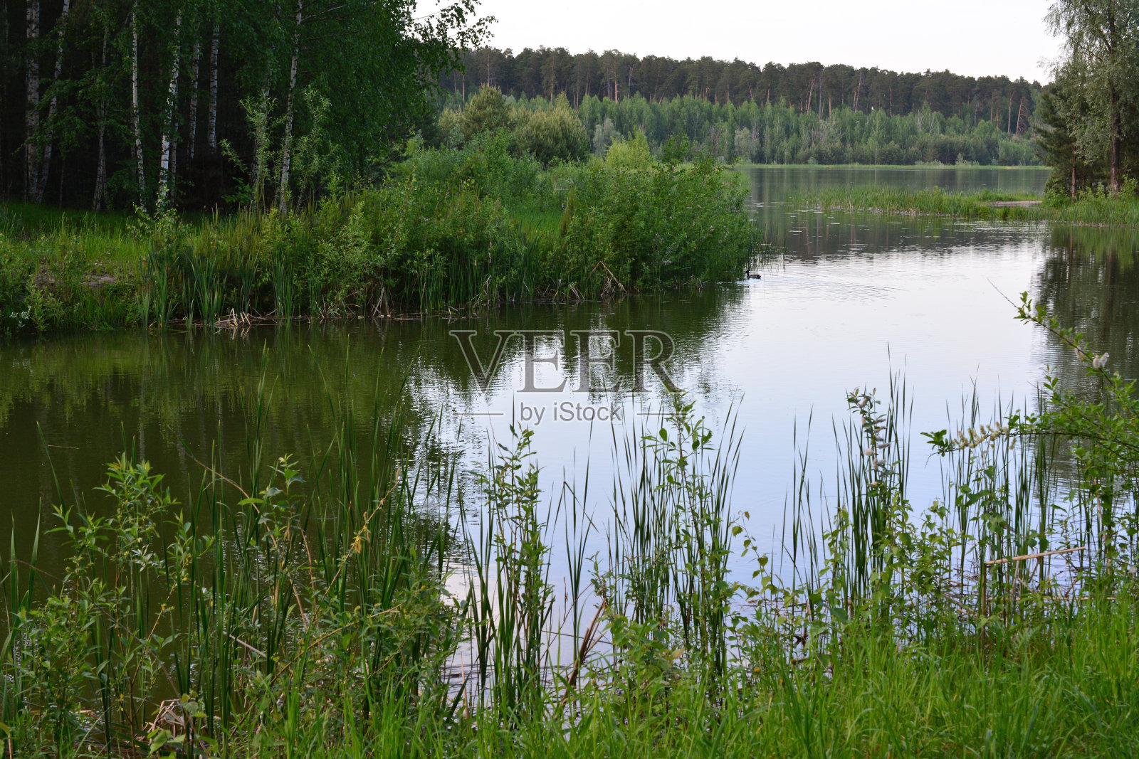 池塘里有一只鸭子在游泳,背景是一棵树照片摄影图片