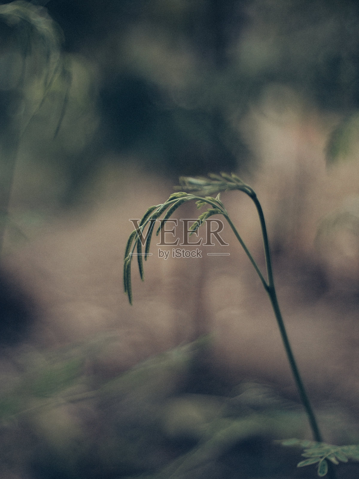 亚洲自然照片摄影图片