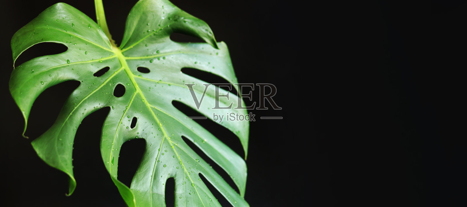 黑色背景上的绿色怪物叶子和水滴照片摄影图片