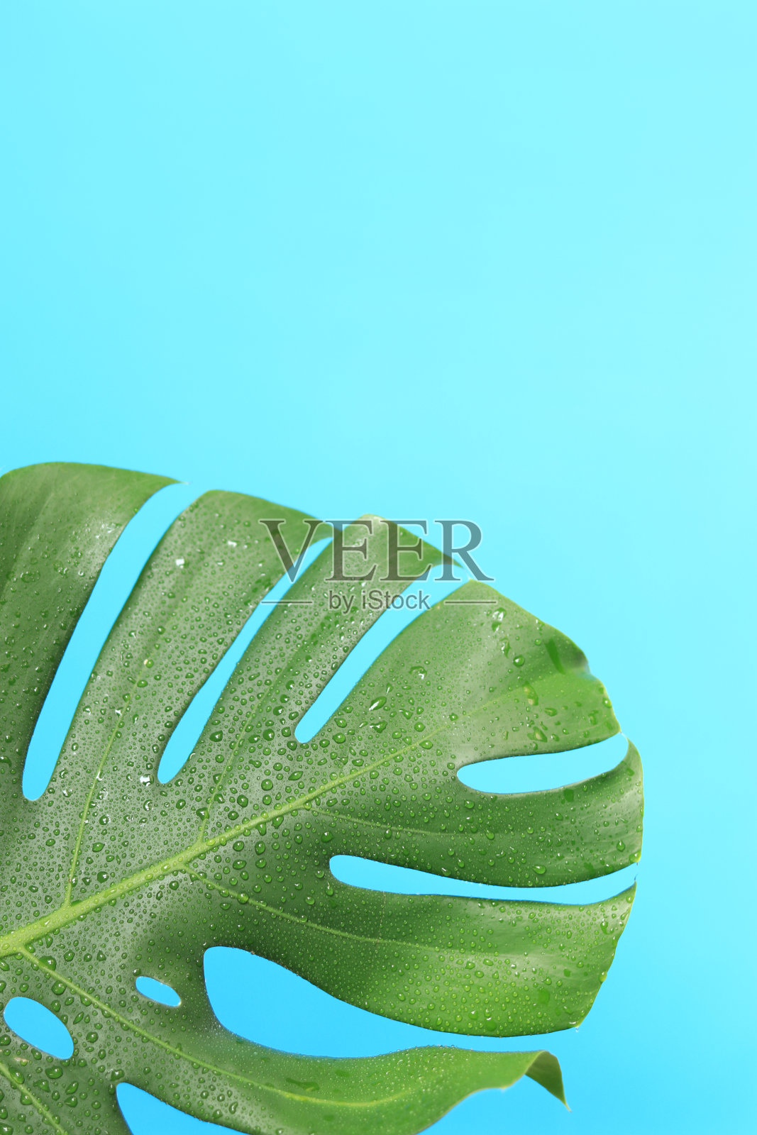 蓝色背景上的怪物叶子照片摄影图片