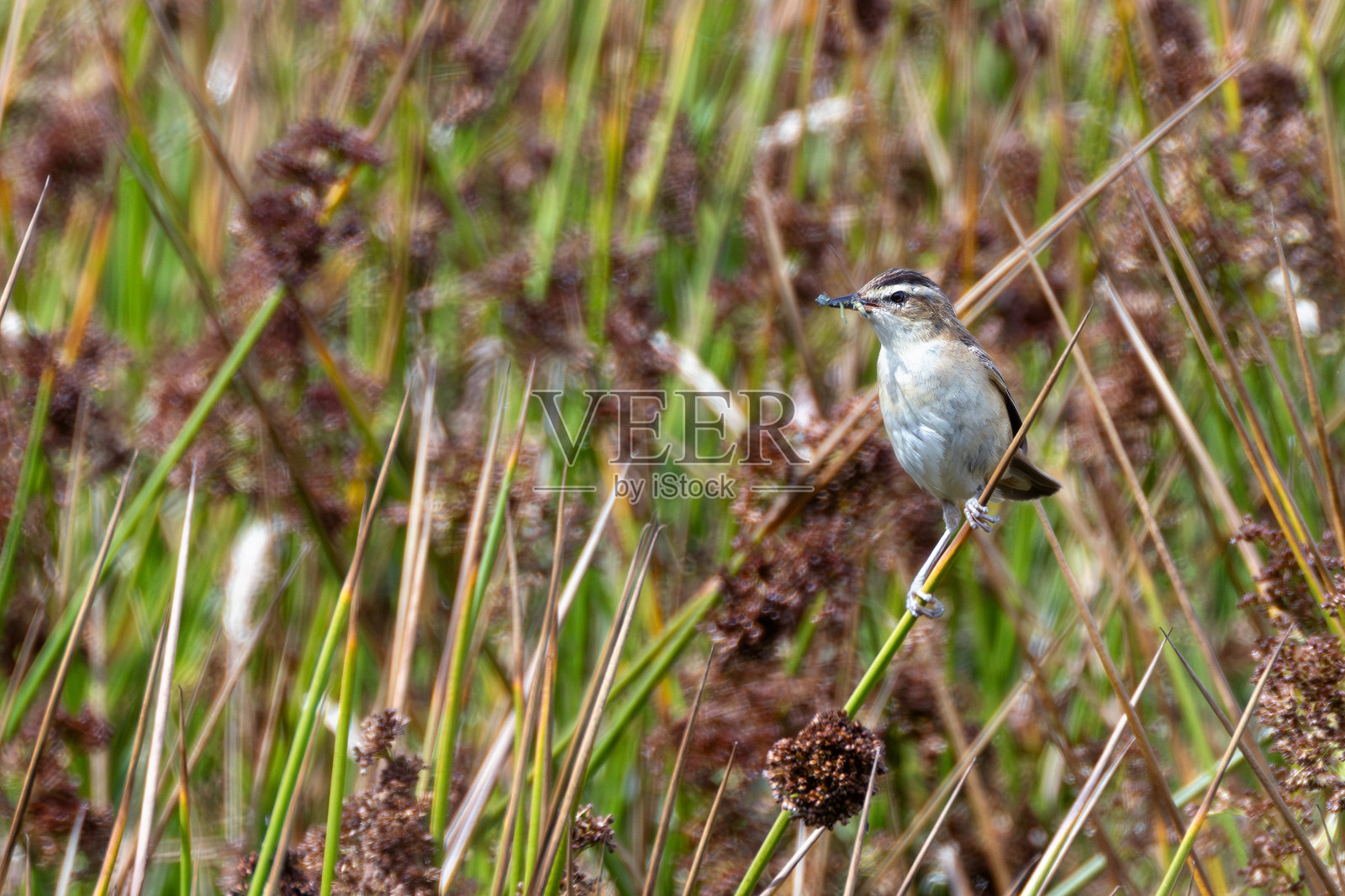 莎草莺(Acrocephalus schoenobaenus)在爱尔兰都柏林的Turvey自然保护区被发现照片摄影图片