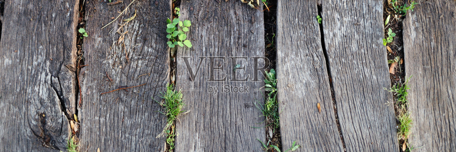 长着苔藓的木板照片摄影图片