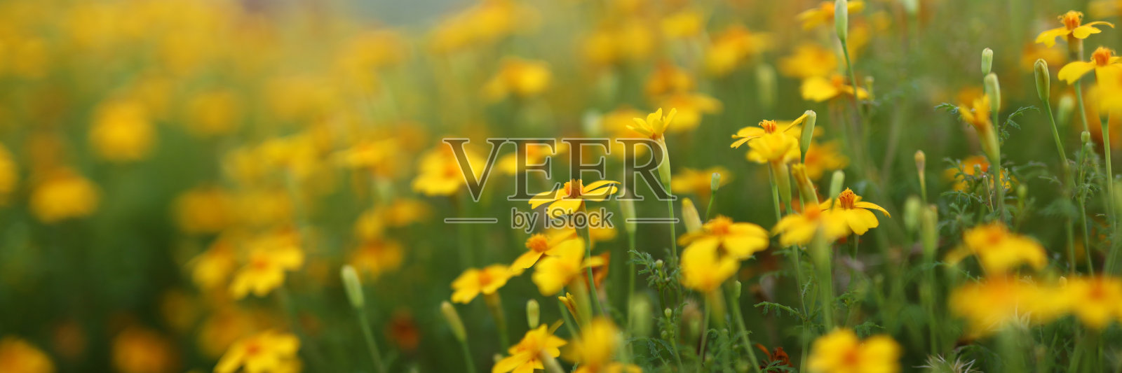 一片黄花的田野,中间有几朵红花。花儿盛开,田野郁郁葱葱照片摄影图片