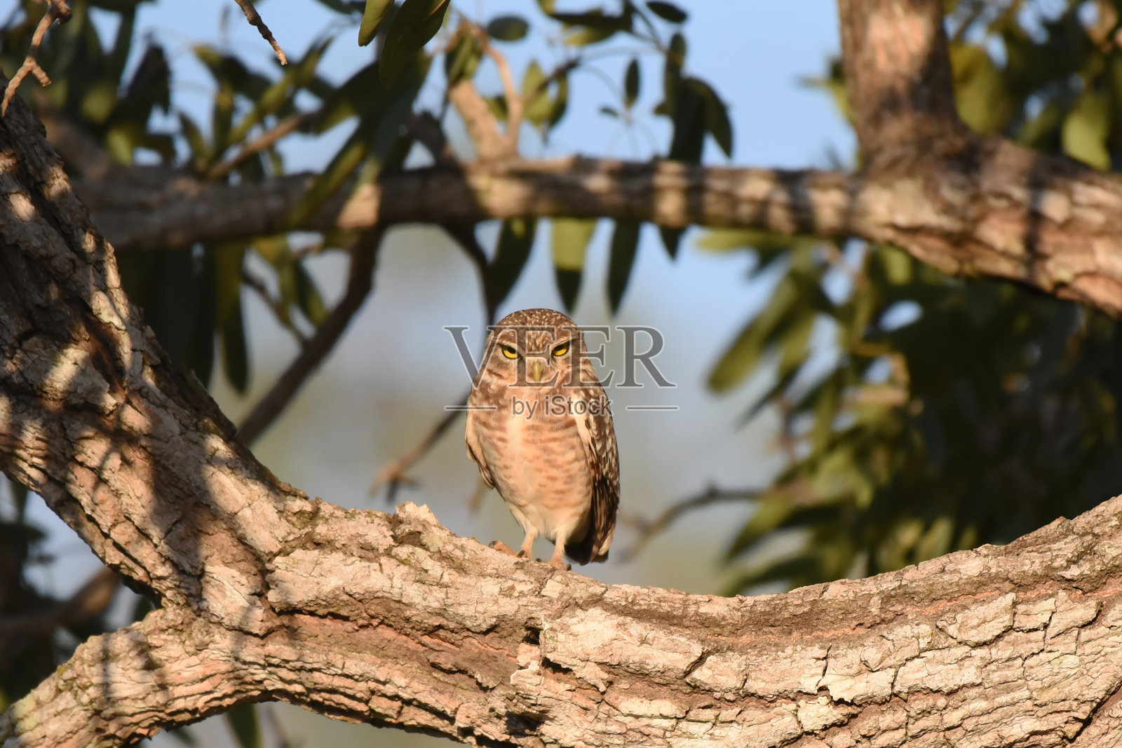 栖息在树上的穴鸮(学名:Athene culcularia)照片摄影图片