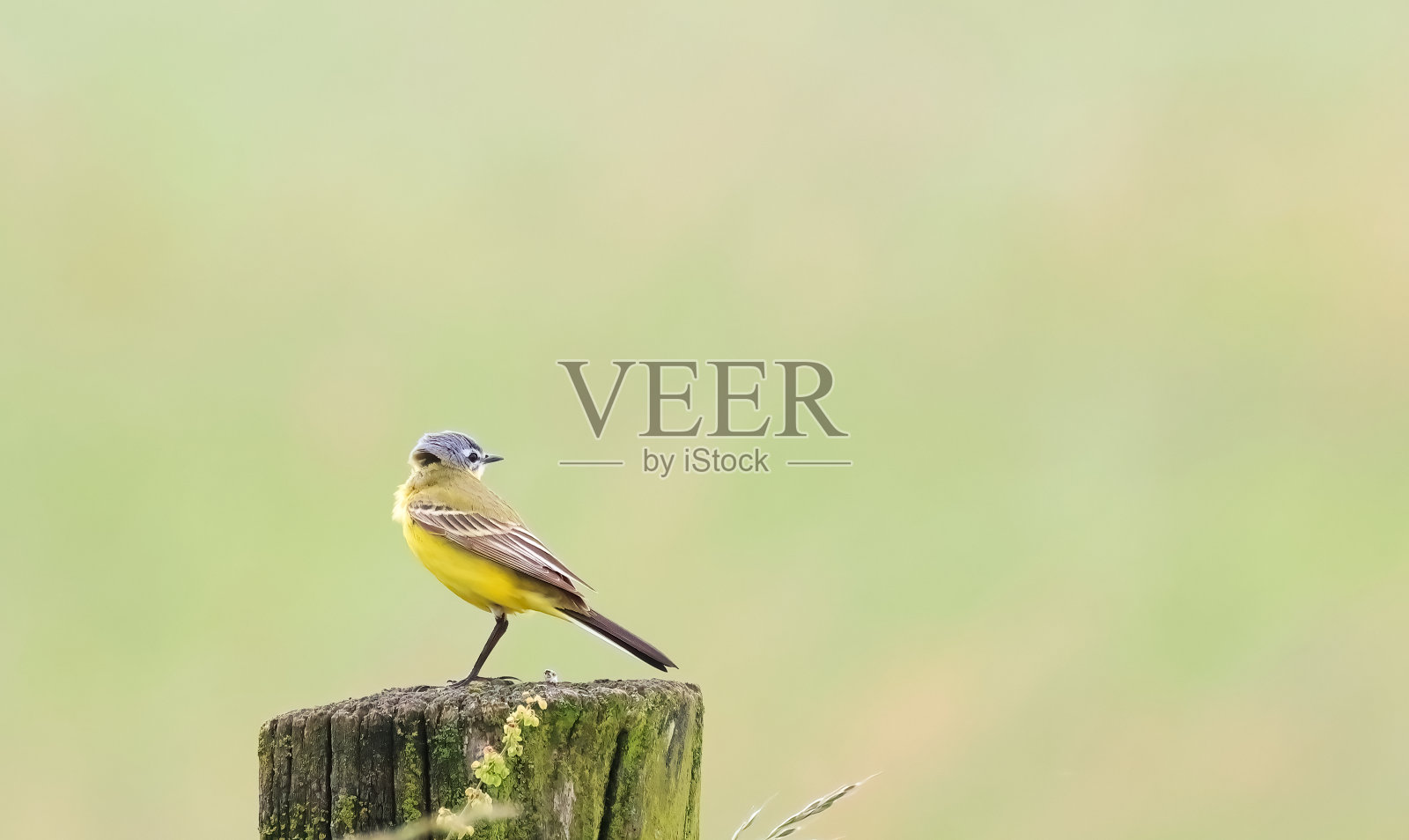 篱笆上的灰色鹡鸰照片摄影图片