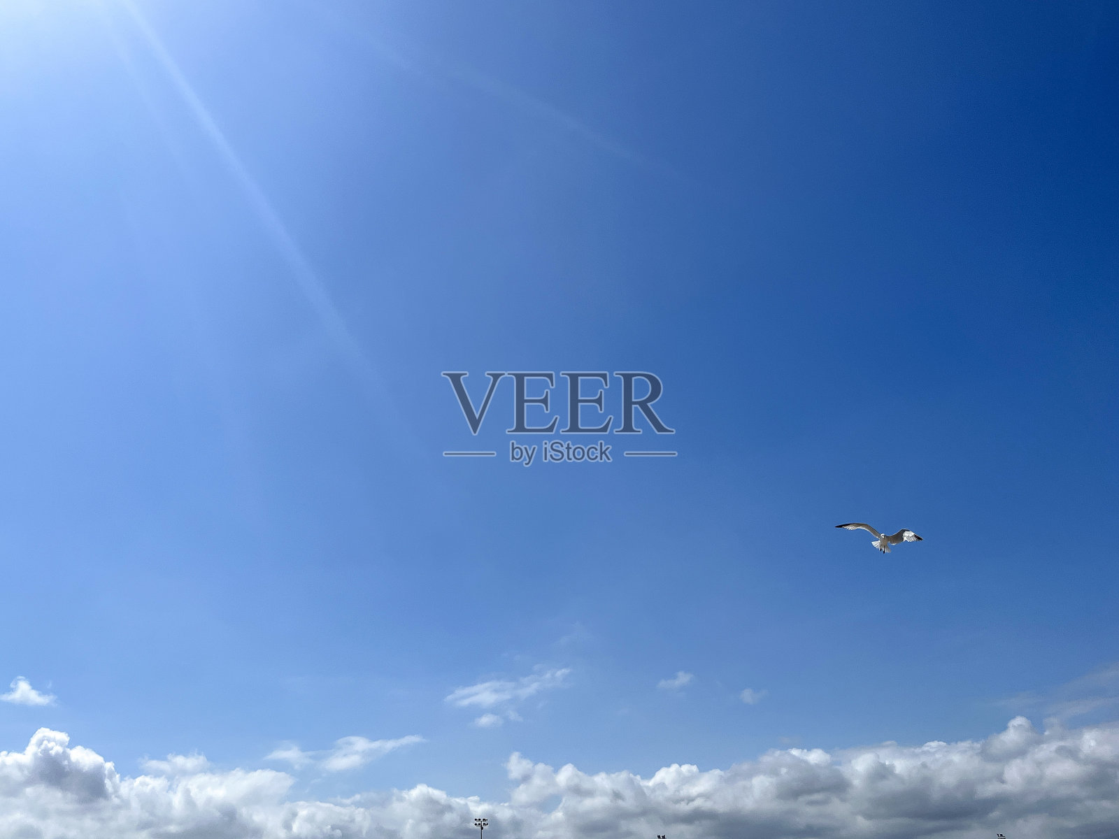 海鸥飞过海岸照片摄影图片