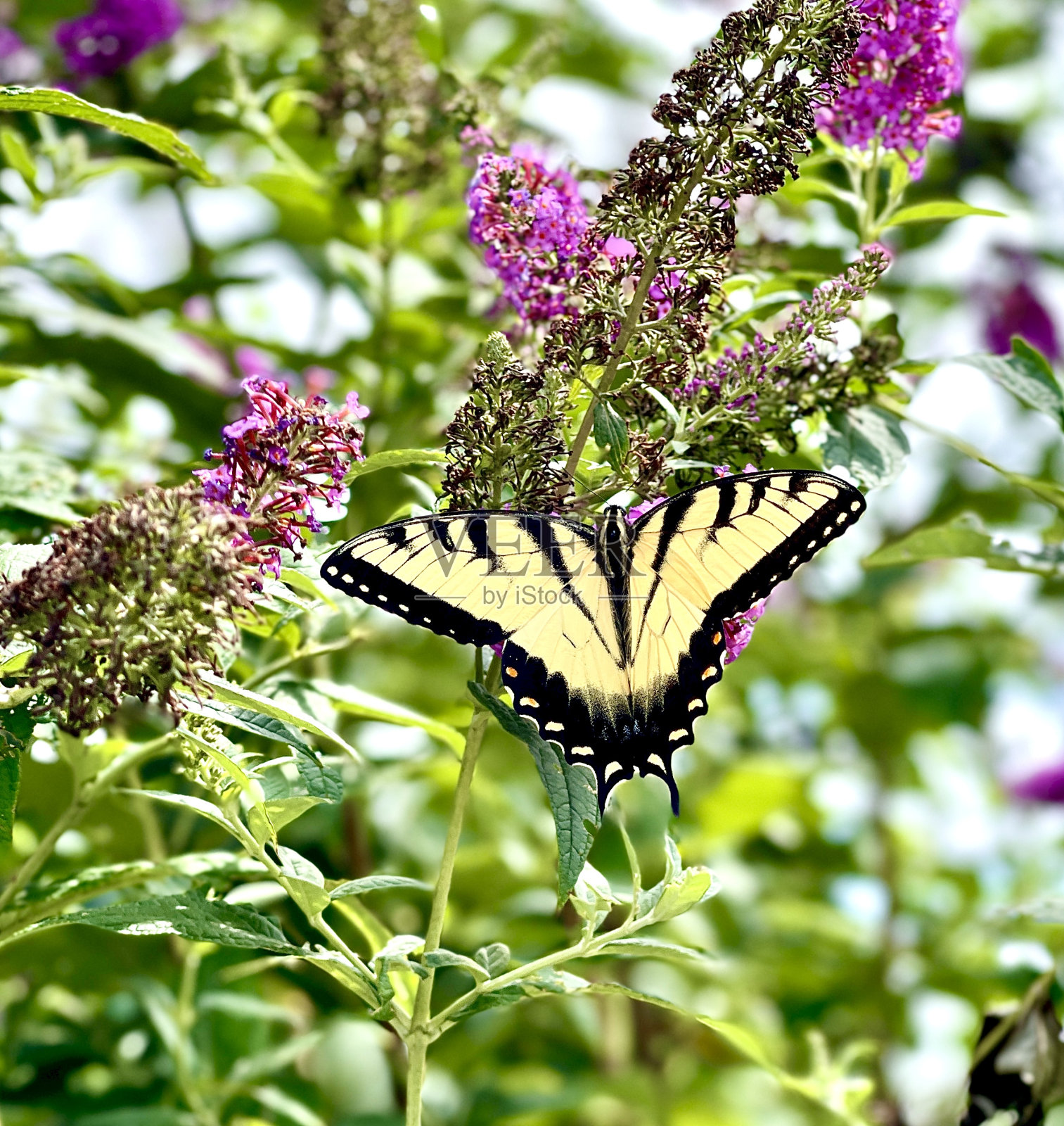 蝶丛中的燕尾蝶照片摄影图片