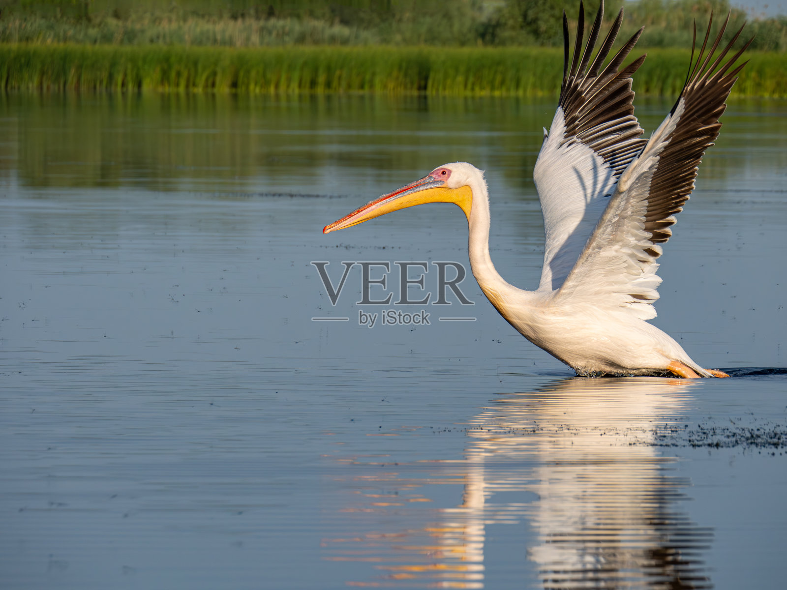 在罗马尼亚多瑙河三角洲波贾尼亚湖上起飞的鹈鹕照片摄影图片