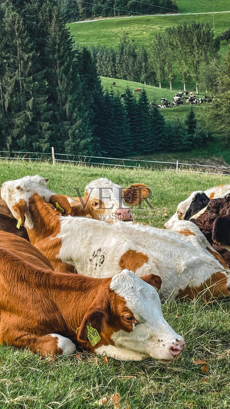 德国阿尔卑斯山上的奶牛照片摄影图片